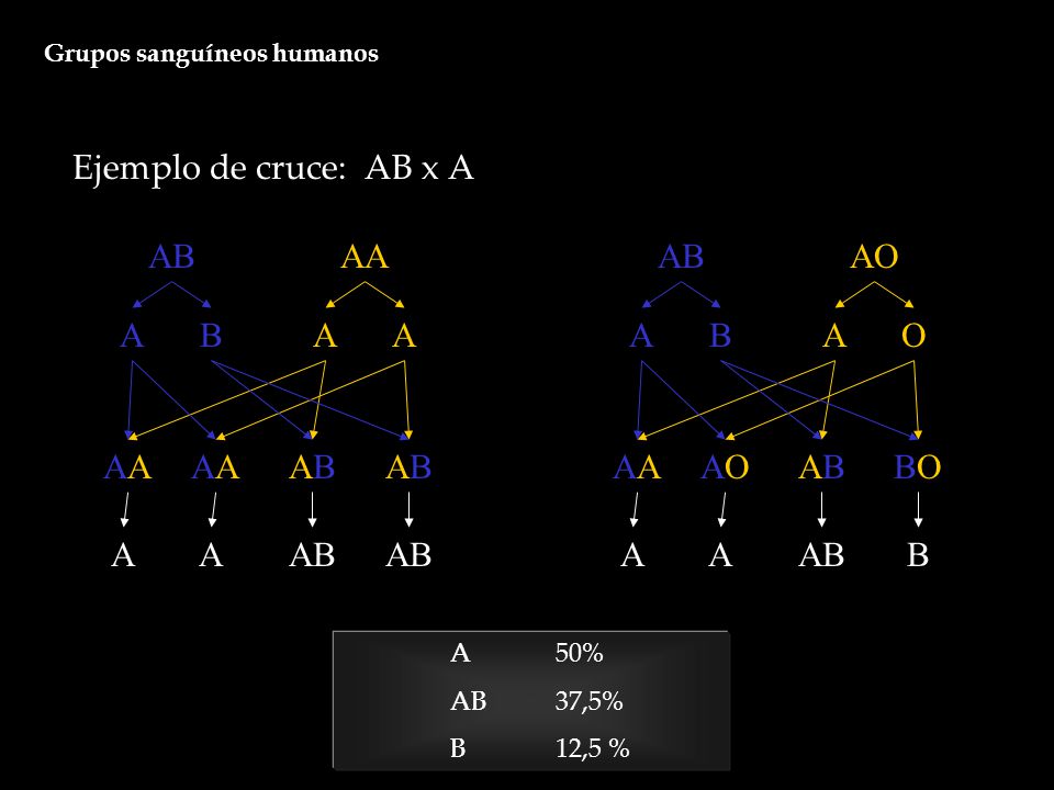 Ejemplo de cruce: AB x A AB AA AB AO A B A A A B A O AA AA AB AB AA AO