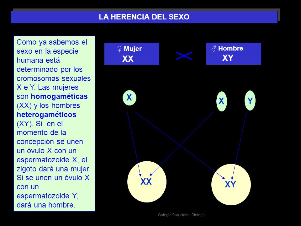 XX XY X X Y XX XY LA HERENCIA DEL SEXO