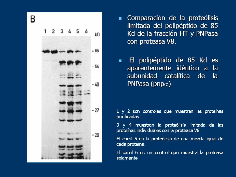 Comparación de la proteólisis limitada del polipéptido de 85 Kd de la fracción HT y PNPasa con proteasa V8.