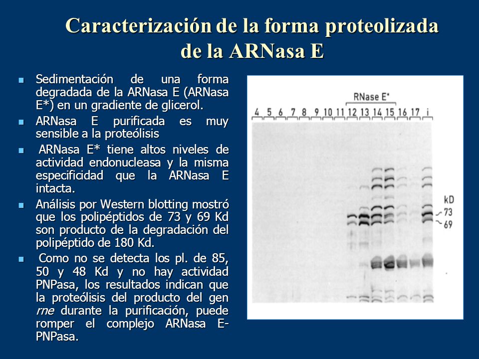 Caracterización de la forma proteolizada de la ARNasa E