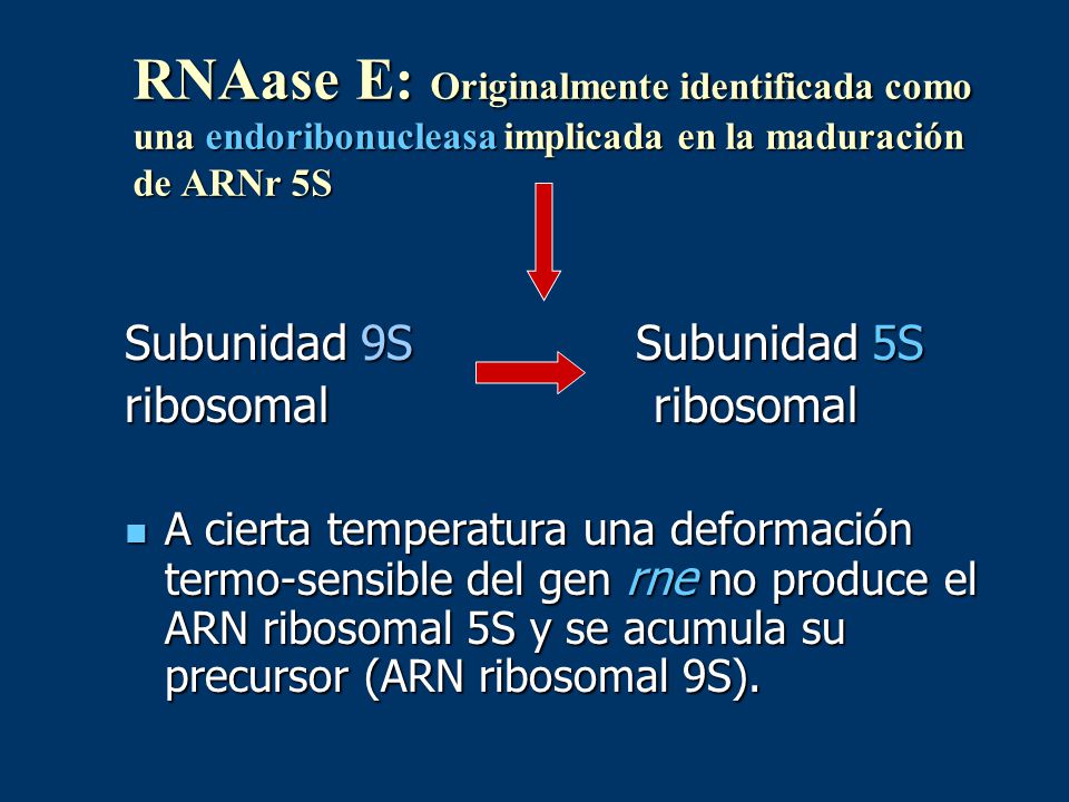 RNAase E: Originalmente identificada como una endoribonucleasa implicada en la maduración de ARNr 5S