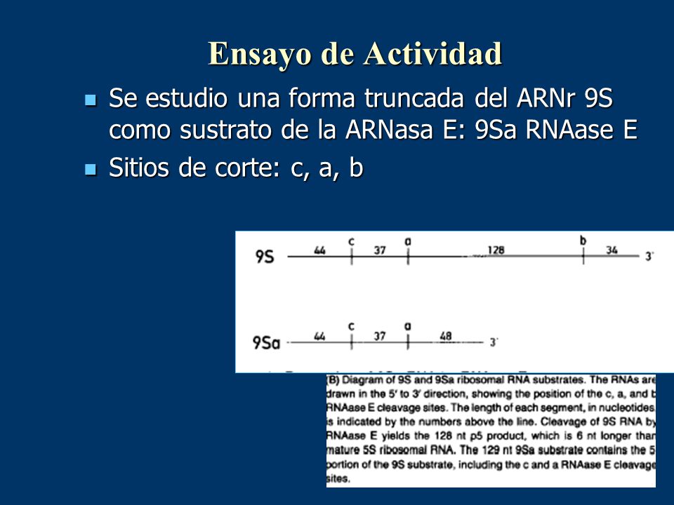 Ensayo de Actividad Se estudio una forma truncada del ARNr 9S como sustrato de la ARNasa E: 9Sa RNAase E.