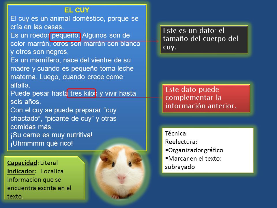 EL CUY El cuy es un animal doméstico, porque se cría en las casas.