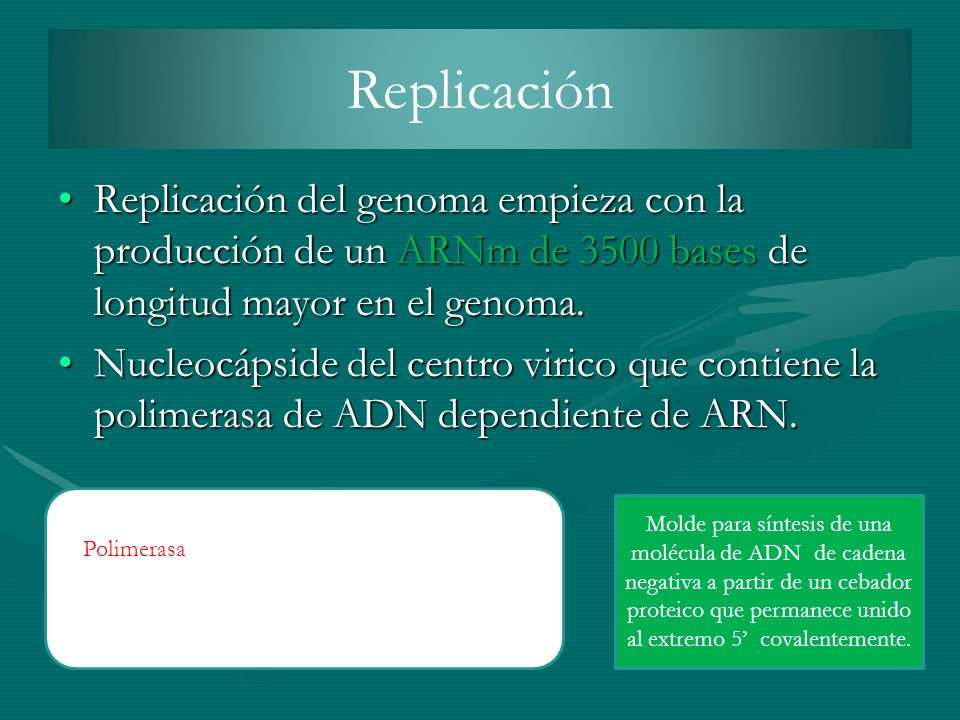 Replicación Replicación del genoma empieza con la producción de un ARNm de 3500 bases de longitud mayor en el genoma.