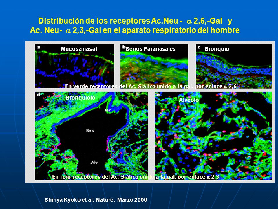 Distribución de los receptores Ac. Neu -  2,6,-Gal y Ac