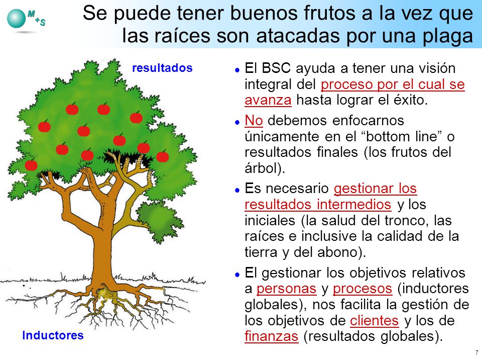 Se puede tener buenos frutos a la vez que las raíces son atacadas por una plaga