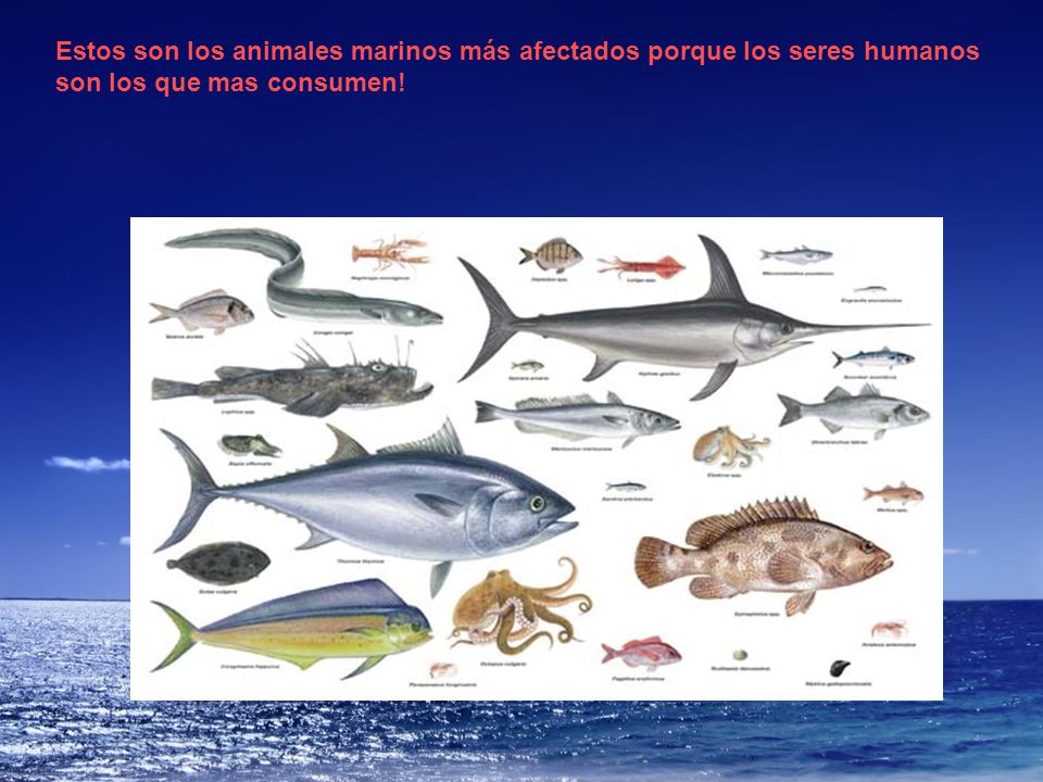 Estos son los animales marinos más afectados porque los seres humanos son los que mas consumen!