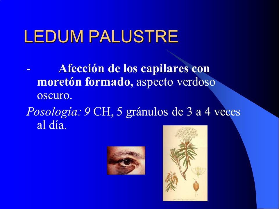 LEDUM PALUSTRE - Afección de los capilares con moretón formado, aspecto verdoso oscuro.