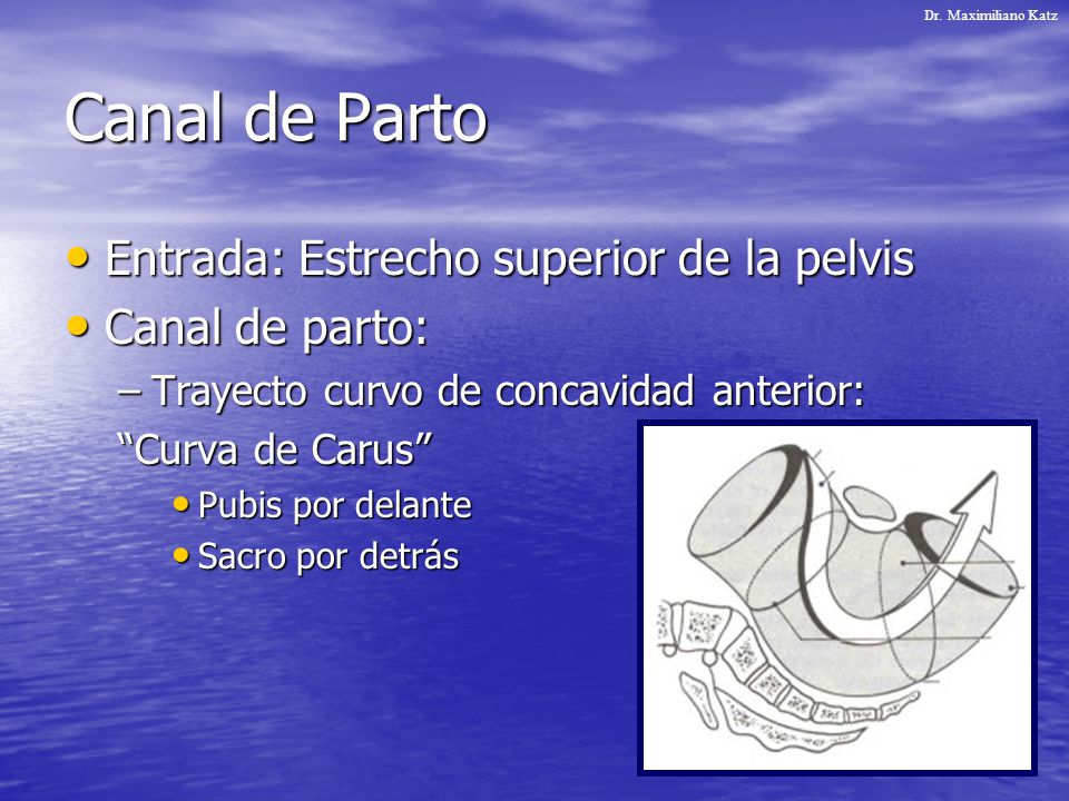 Canal de Parto Entrada: Estrecho superior de la pelvis Canal de parto: