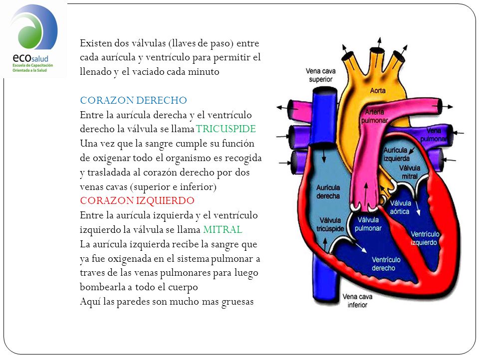 Existen dos válvulas (llaves de paso) entre cada aurícula y ventrículo para permitir el llenado y el vaciado cada minuto