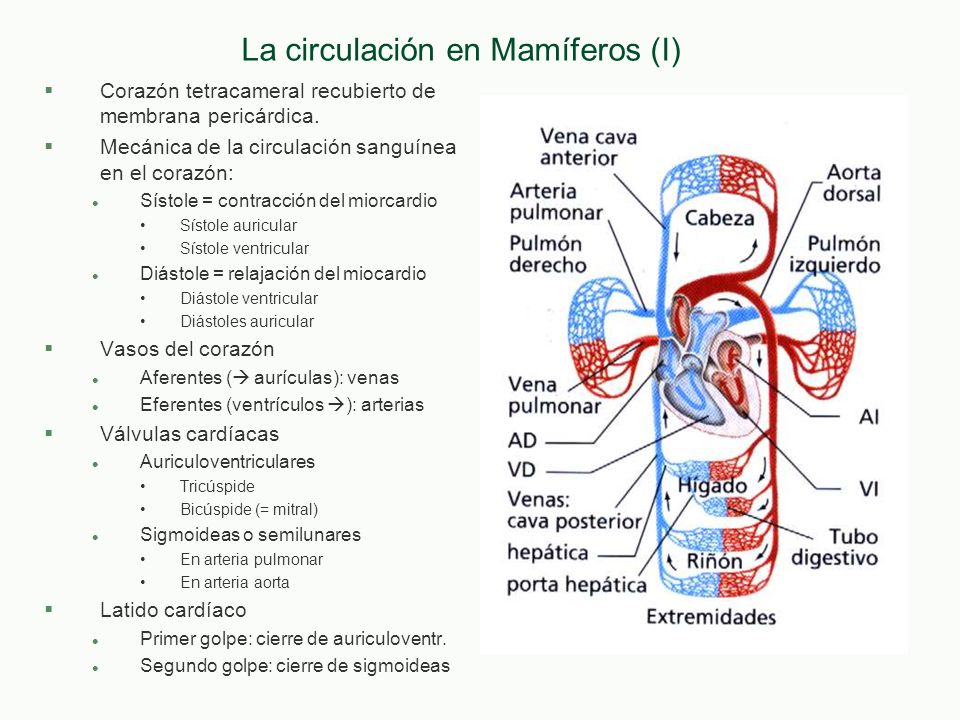 La circulación en Mamíferos (I)