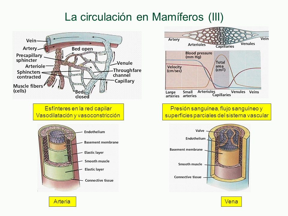La circulación en Mamíferos (III)