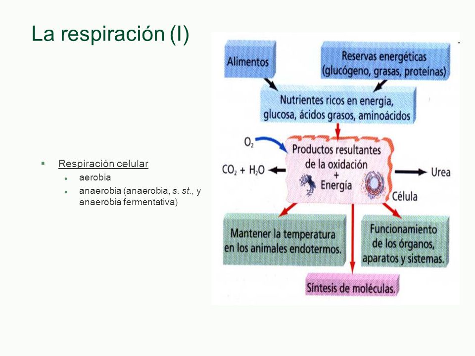 La respiración (I) Respiración celular aerobia