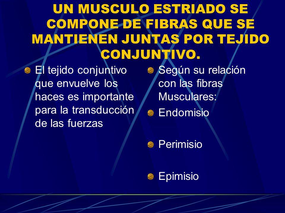 UN MUSCULO ESTRIADO SE COMPONE DE FIBRAS QUE SE MANTIENEN JUNTAS POR TEJIDO CONJUNTIVO.