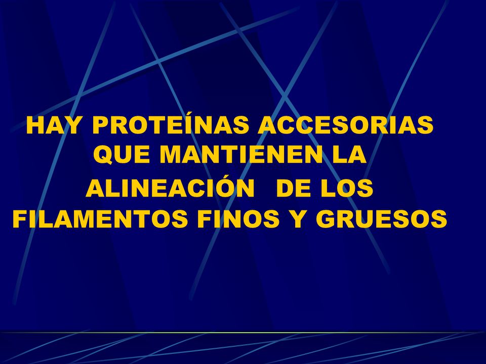 HAY PROTEÍNAS ACCESORIAS QUE MANTIENEN LA ALINEACIÓN DE LOS FILAMENTOS FINOS Y GRUESOS