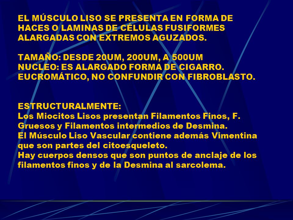 EL MÚSCULO LISO SE PRESENTA EN FORMA DE HACES O LAMINAS DE CÉLULAS FUSIFORMES ALARGADAS CON EXTREMOS AGUZADOS.