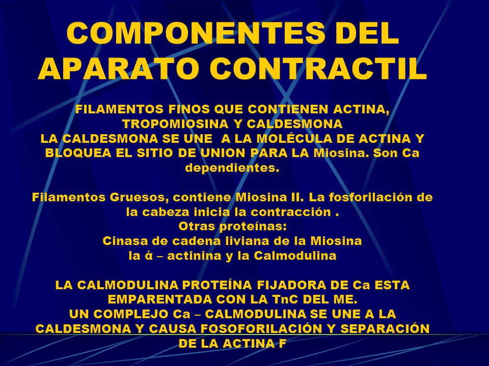 COMPONENTES DEL APARATO CONTRACTIL FILAMENTOS FINOS QUE CONTIENEN ACTINA, TROPOMIOSINA Y CALDESMONA LA CALDESMONA SE UNE A LA MOLÉCULA DE ACTINA Y BLOQUEA EL SITIO DE UNION PARA LA Miosina.