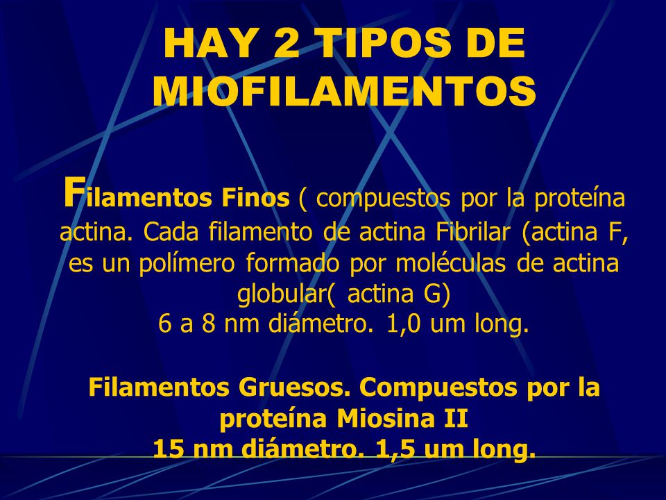 HAY 2 TIPOS DE MIOFILAMENTOS Filamentos Finos ( compuestos por la proteína actina.
