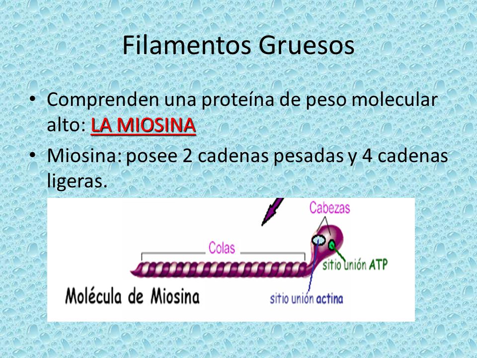 Filamentos Gruesos Comprenden una proteína de peso molecular alto: LA MIOSINA.