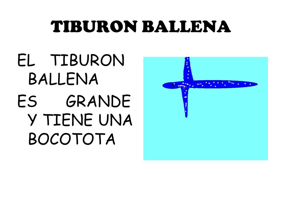 TIBURON BALLENA EL TIBURON BALLENA ES GRANDE Y TIENE UNA BOCOTOTA