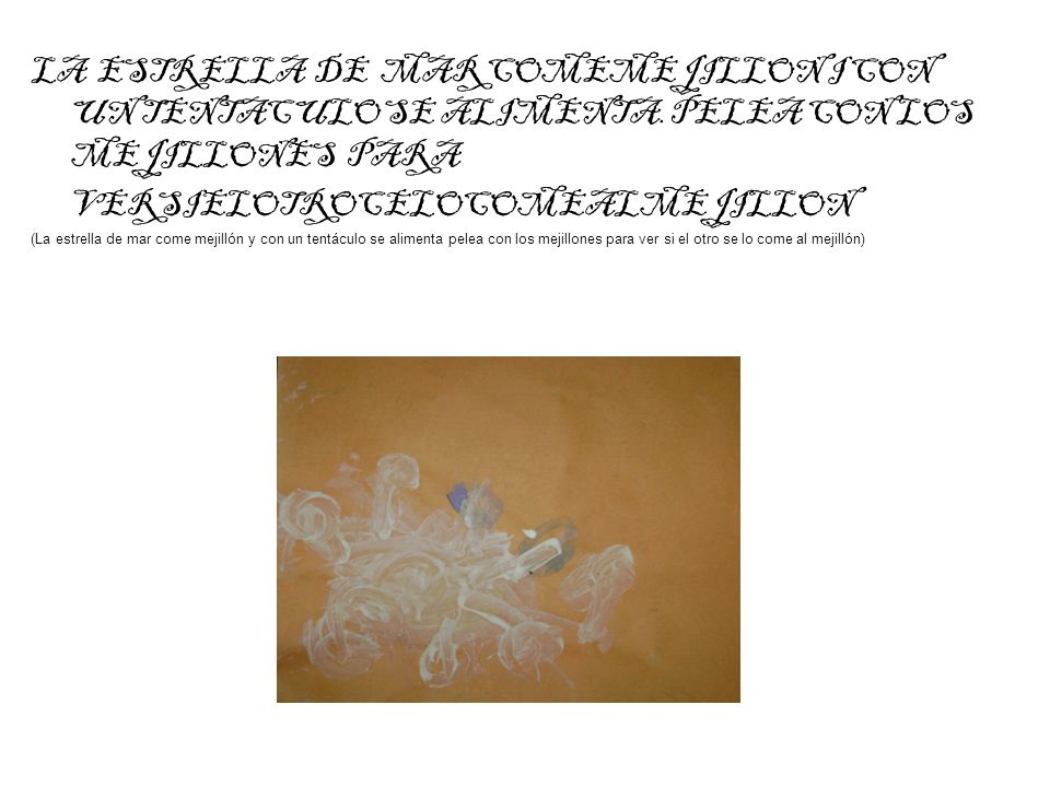 LA ESTRELLA DE MAR COMEMEJILLON I CON UN TENTACULO SE ALIMENTA