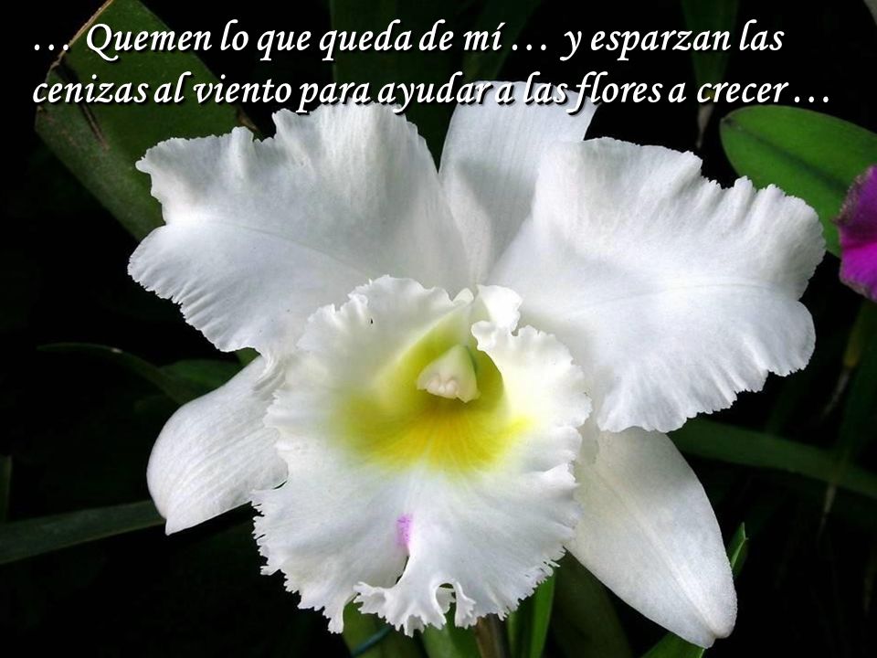 … Quemen lo que queda de mí … y esparzan las cenizas al viento para ayudar a las flores a crecer …