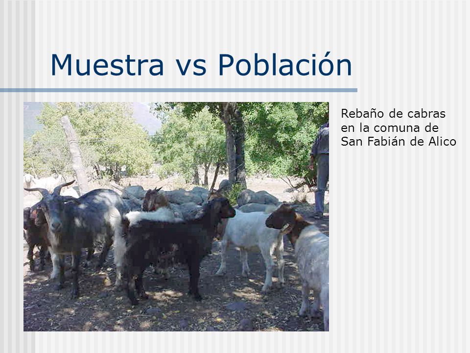 Muestra vs Población Rebaño de cabras en la comuna de