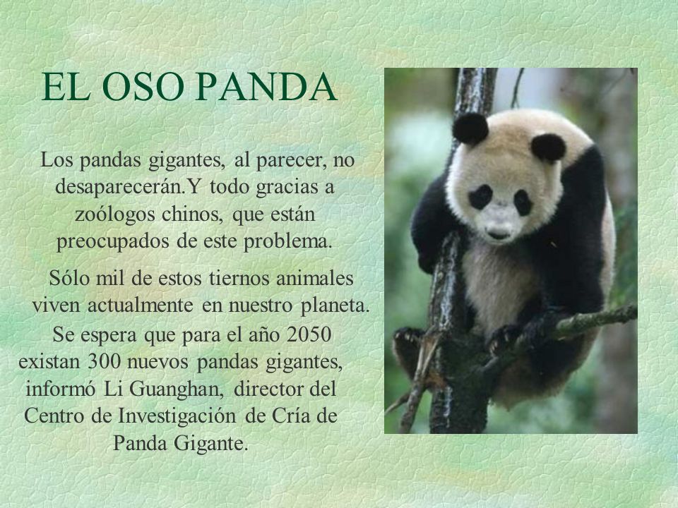 EL OSO PANDA Los pandas gigantes, al parecer, no desaparecerán.Y todo gracias a zoólogos chinos, que están preocupados de este problema.