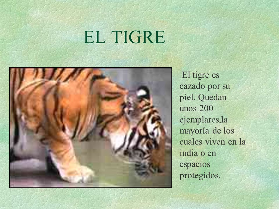 EL TIGRE El tigre es cazado por su piel.