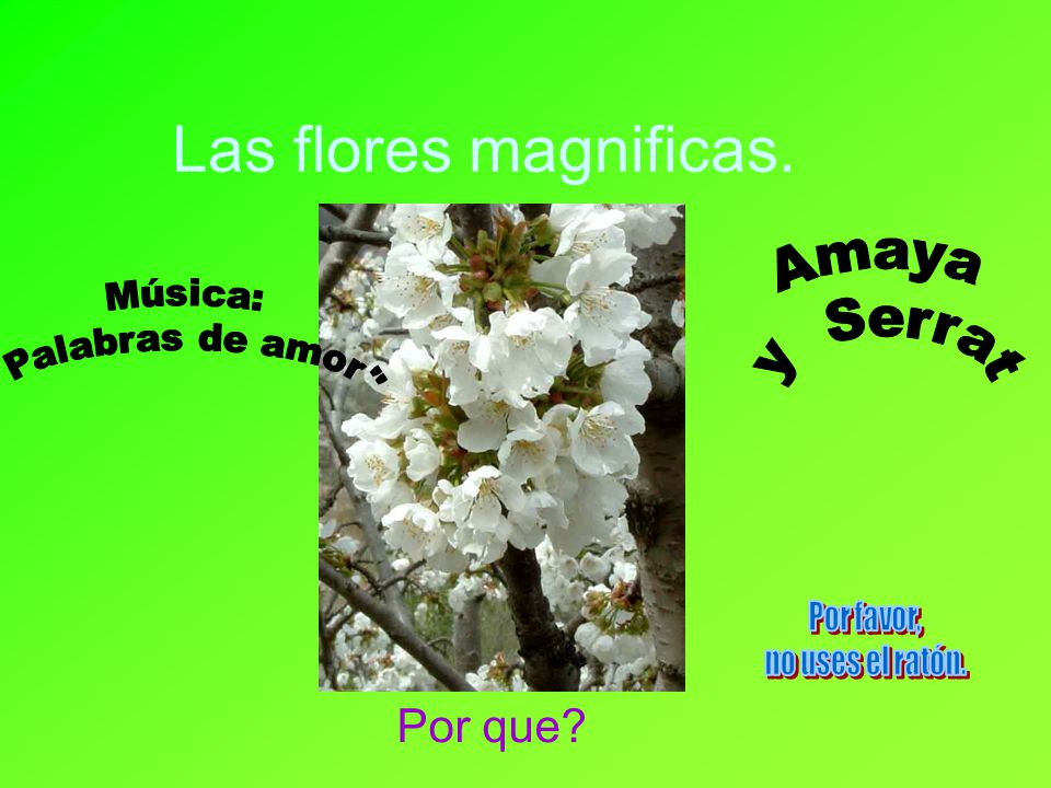 Las flores magnificas. Por que Amaya Música: y Serrat