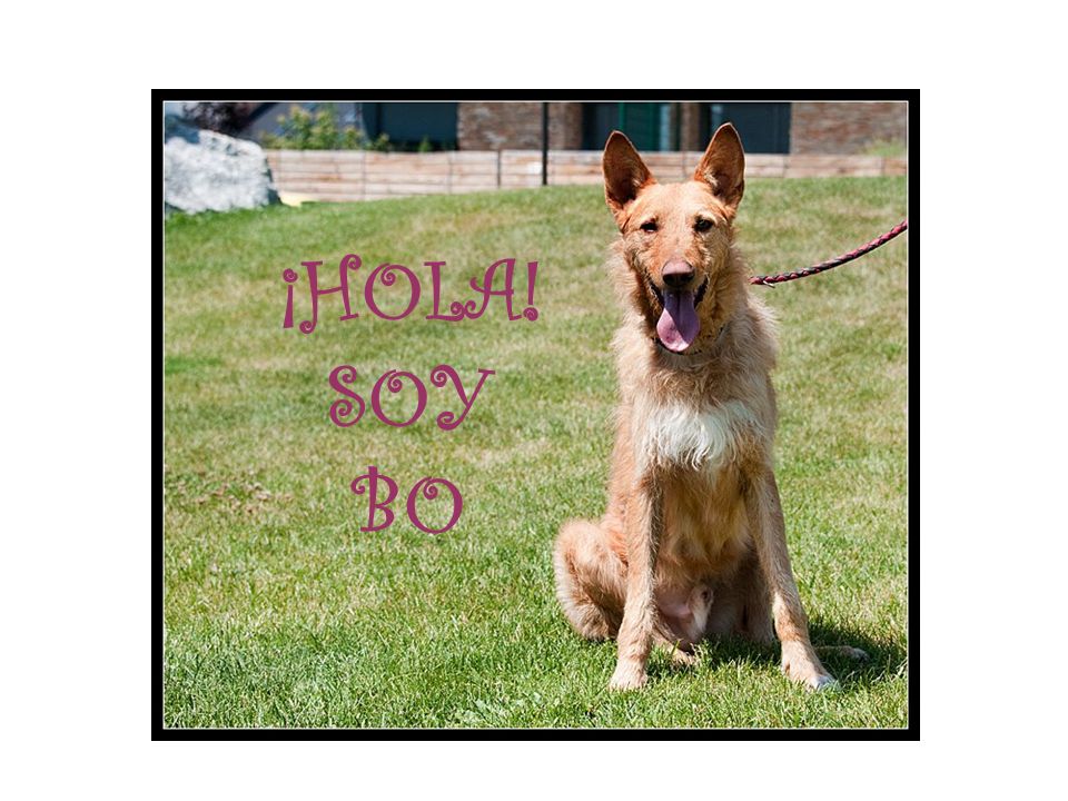 ¡HOLA! SOY BO