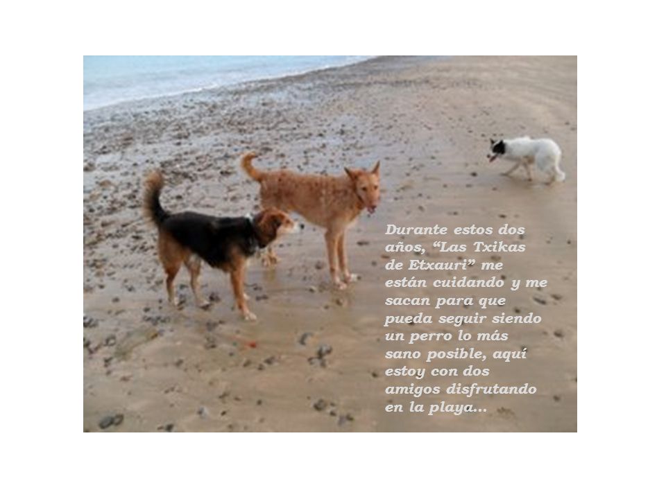 Durante estos dos años, Las Txikas de Etxauri me están cuidando y me sacan para que pueda seguir siendo un perro lo más sano posible, aquí estoy con dos amigos disfrutando en la playa...
