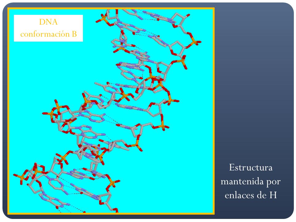 DNA conformación B Estructura mantenida por enlaces de H