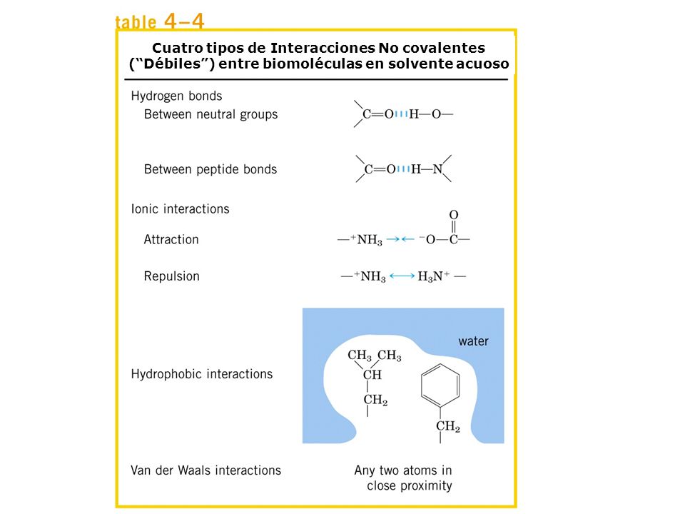 Cuatro tipos de Interacciones No covalentes ( Débiles ) entre biomoléculas en solvente acuoso