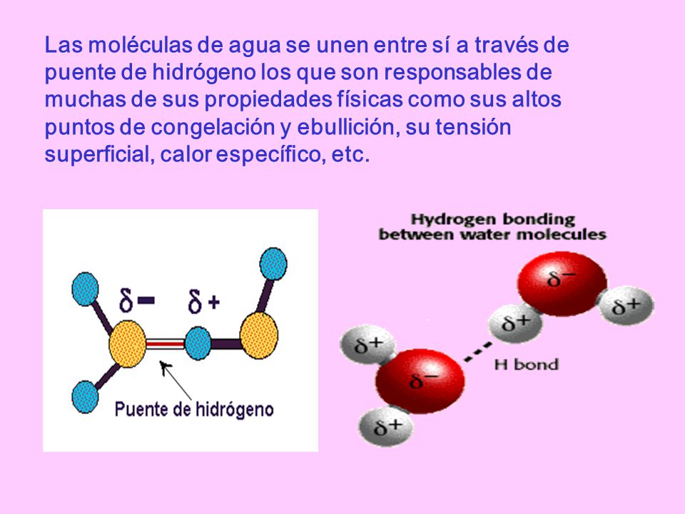 Las moléculas de agua se unen entre sí a través de puente de hidrógeno los que son responsables de muchas de sus propiedades físicas como sus altos puntos de congelación y ebullición, su tensión superficial, calor específico, etc.
