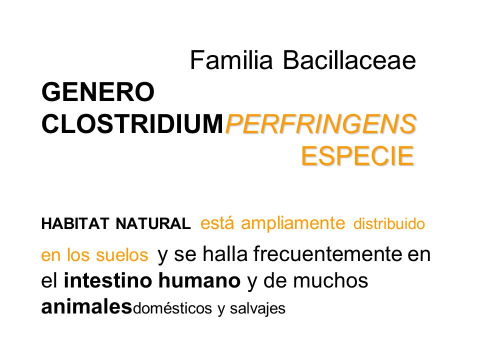 Familia Bacillaceae GENERO CLOSTRIDIUMPERFRINGENS ESPECIE HABITAT NATURAL está ampliamente distribuido en los suelos y se halla frecuentemente en el intestino humano y de muchos animalesdomésticos y salvajes