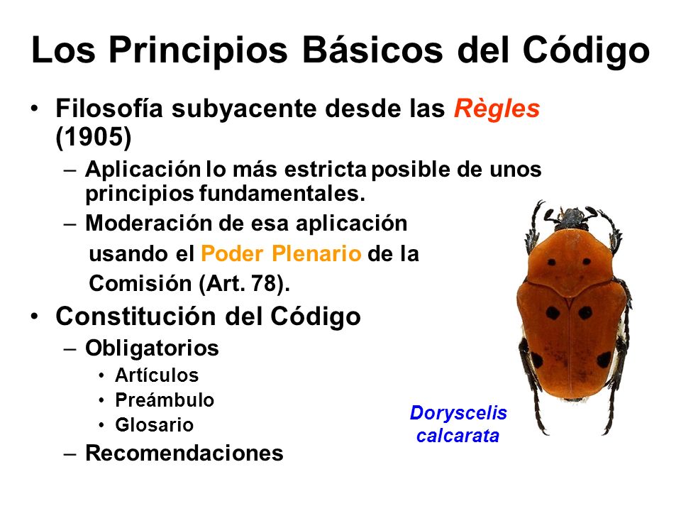 Los Principios Básicos del Código