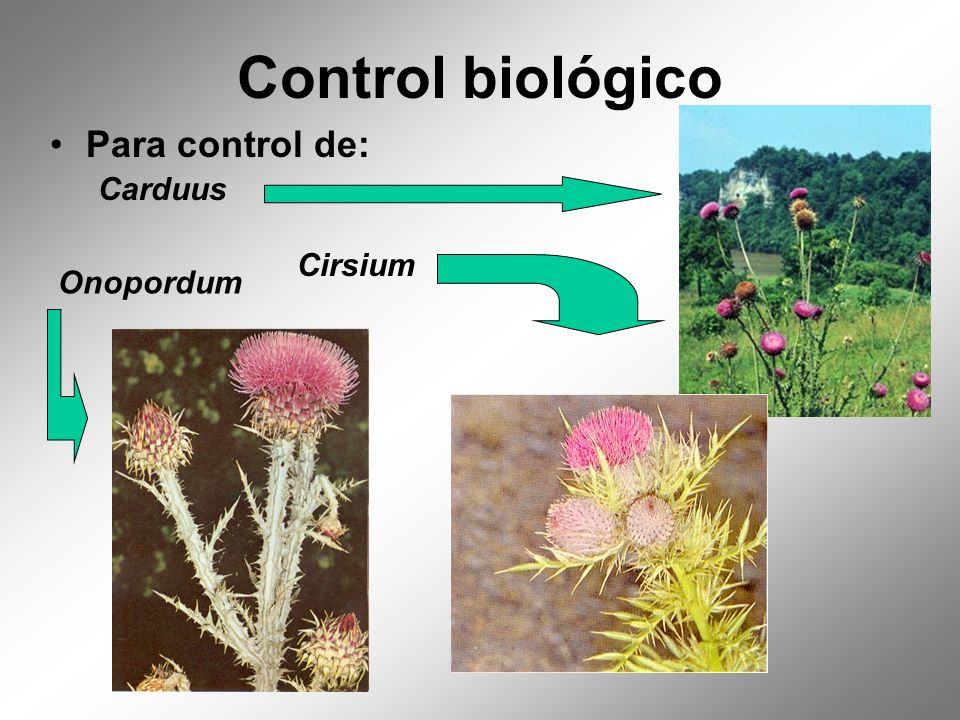 Control biológico Para control de: Carduus Cirsium Onopordum