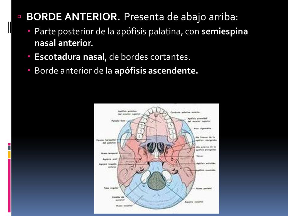 BORDE ANTERIOR. Presenta de abajo arriba: