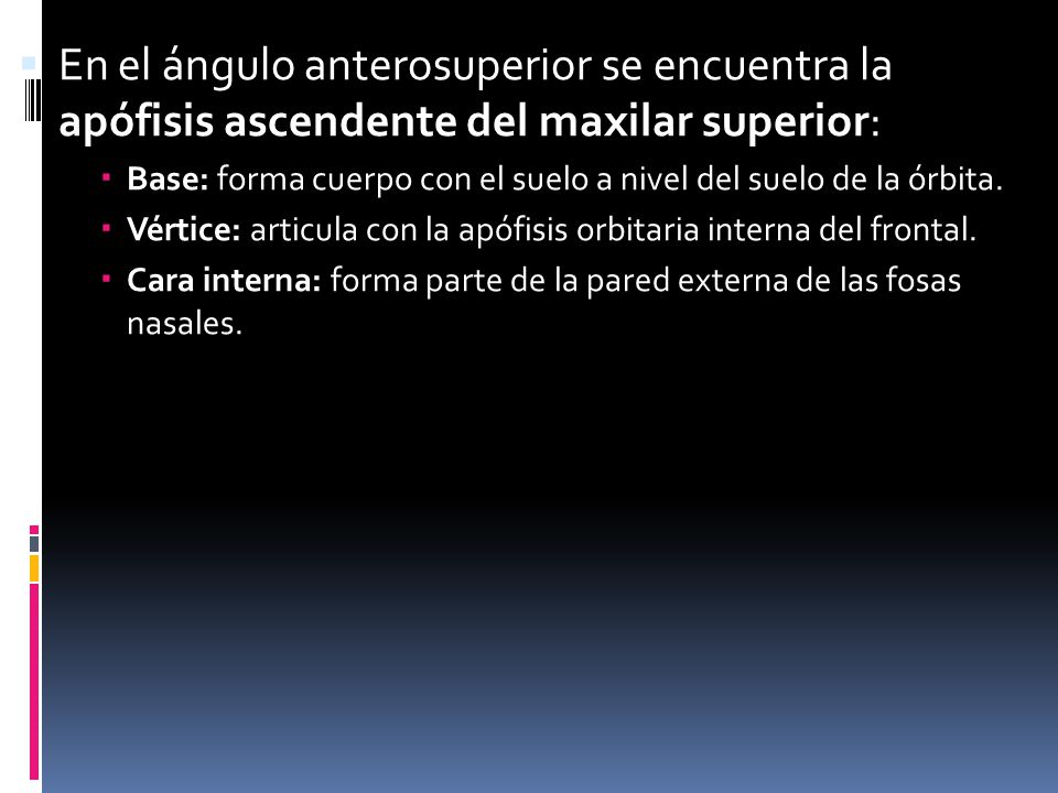 En el ángulo anterosuperior se encuentra la apófisis ascendente del maxilar superior: