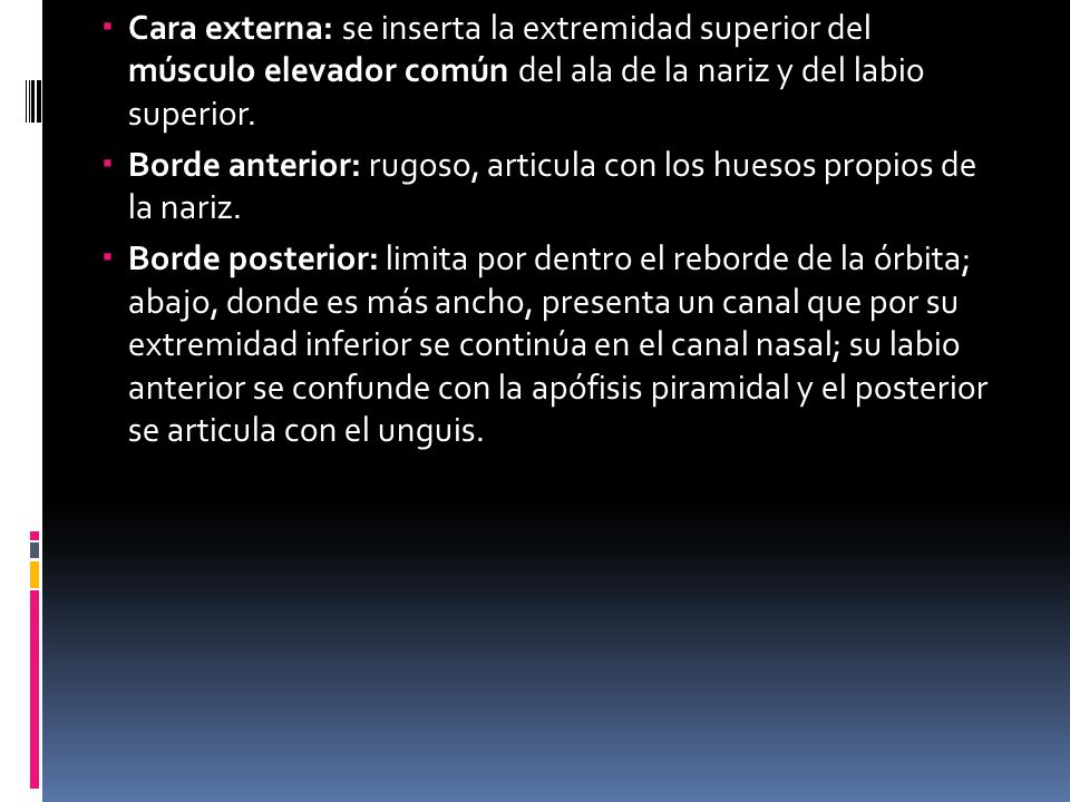 Cara externa: se inserta la extremidad superior del músculo elevador común del ala de la nariz y del labio superior.