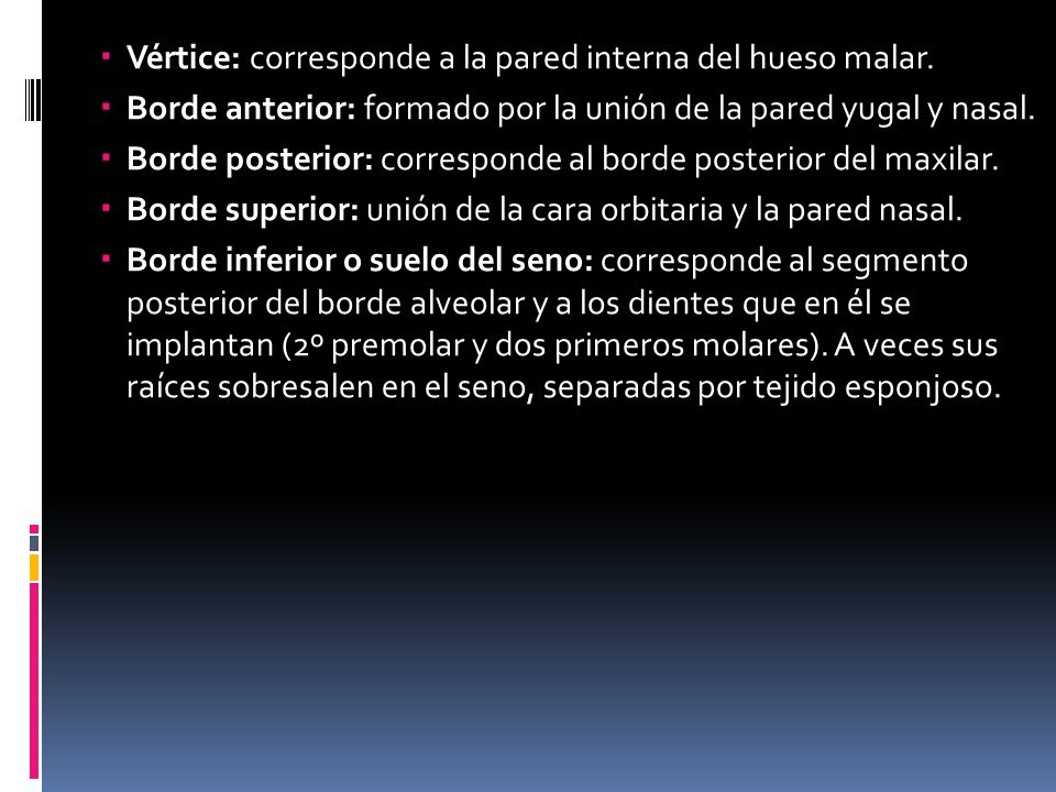 Vértice: corresponde a la pared interna del hueso malar.