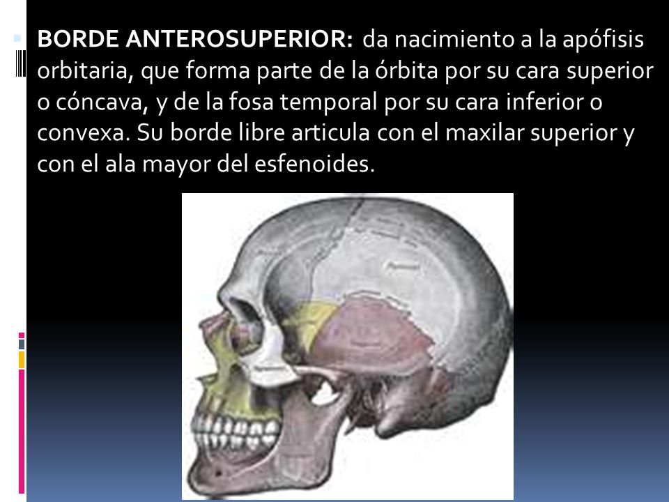BORDE ANTEROSUPERIOR: da nacimiento a la apófisis orbitaria, que forma parte de la órbita por su cara superior o cóncava, y de la fosa temporal por su cara inferior o convexa.