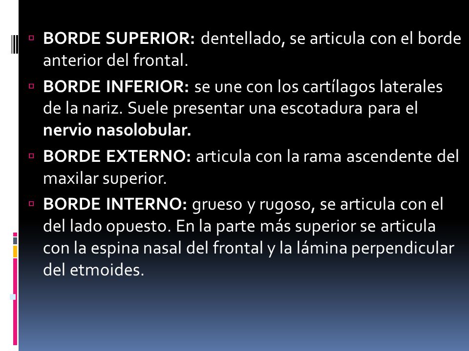 BORDE SUPERIOR: dentellado, se articula con el borde anterior del frontal.
