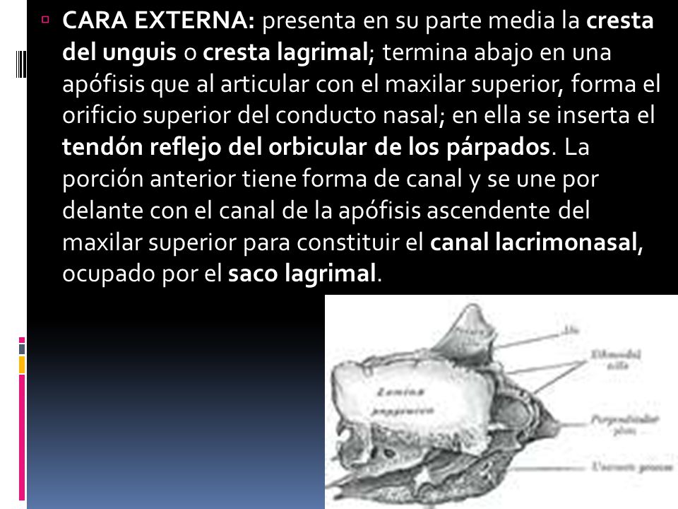 CARA EXTERNA: presenta en su parte media la cresta del unguis o cresta lagrimal; termina abajo en una apófisis que al articular con el maxilar superior, forma el orificio superior del conducto nasal; en ella se inserta el tendón reflejo del orbicular de los párpados.