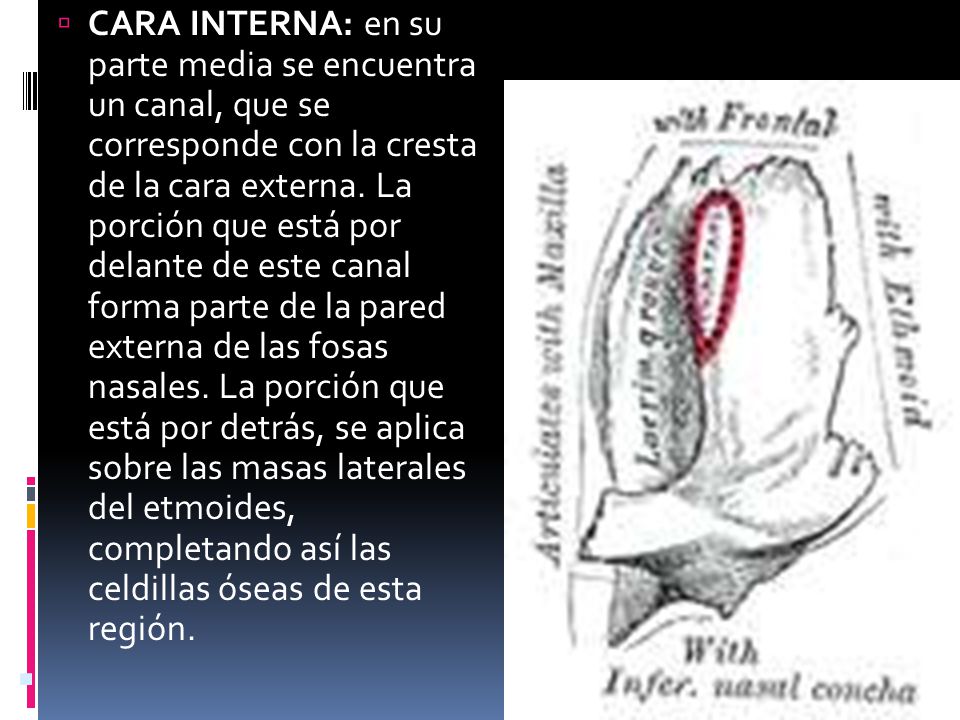 CARA INTERNA: en su parte media se encuentra un canal, que se corresponde con la cresta de la cara externa. La porción que está por delante de este canal forma parte de la pared externa de las fosas nasales. La porción que está por detrás, se aplica sobre las masas laterales del etmoides, completando así las celdillas óseas de esta región.