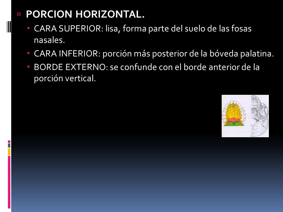 PORCION HORIZONTAL. CARA SUPERIOR: lisa, forma parte del suelo de las fosas nasales. CARA INFERIOR: porción más posterior de la bóveda palatina.