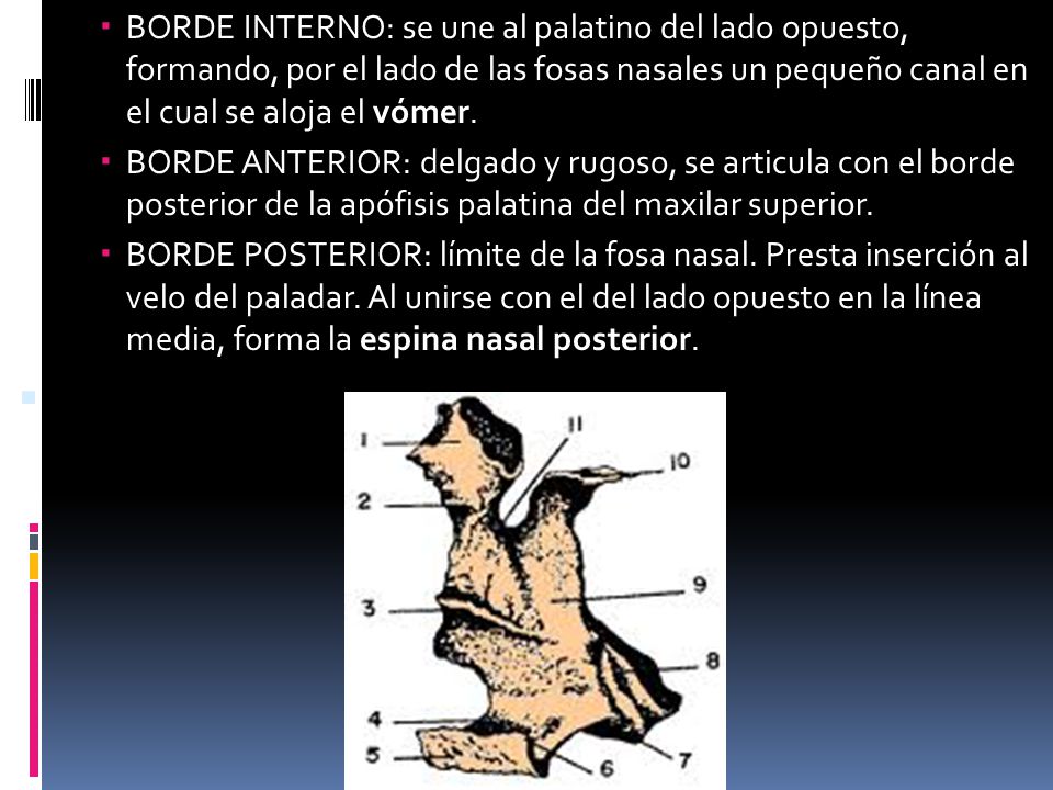 BORDE INTERNO: se une al palatino del lado opuesto, formando, por el lado de las fosas nasales un pequeño canal en el cual se aloja el vómer.