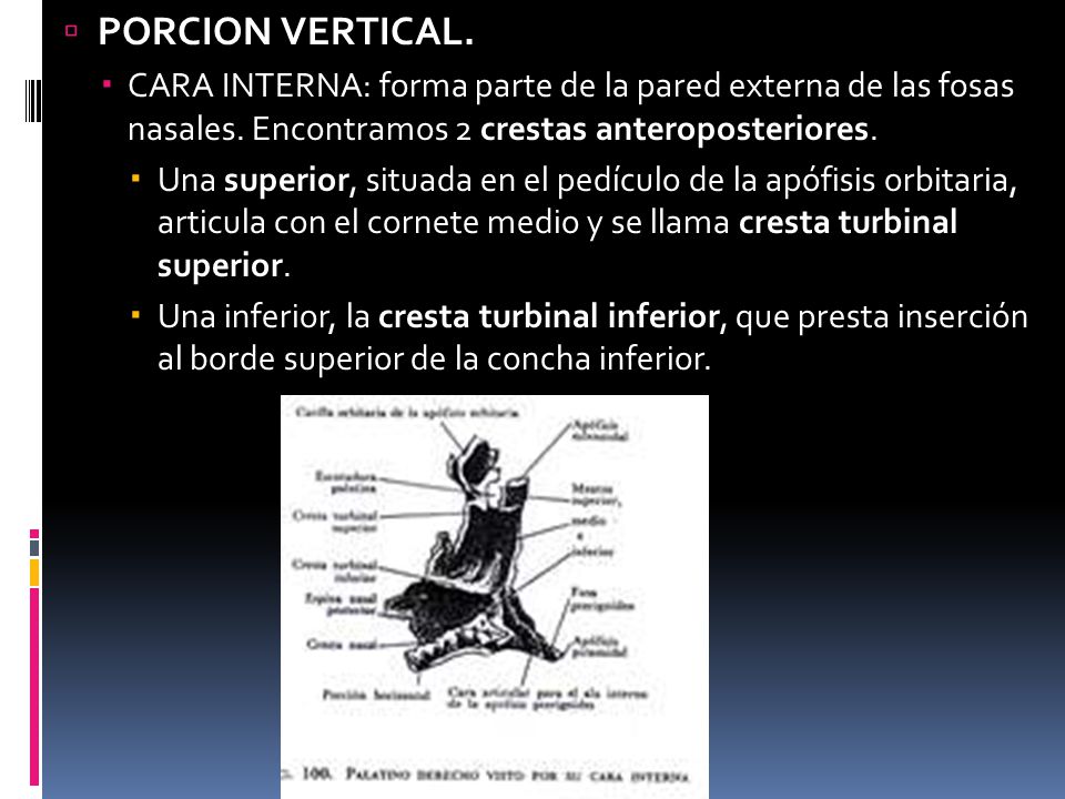 PORCION VERTICAL. CARA INTERNA: forma parte de la pared externa de las fosas nasales. Encontramos 2 crestas anteroposteriores.