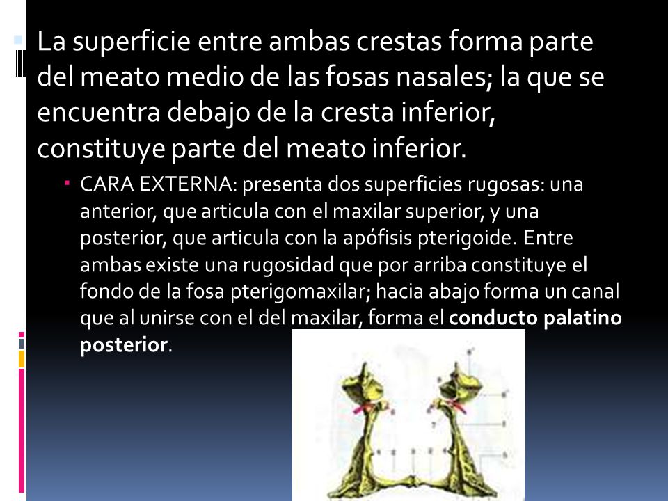 La superficie entre ambas crestas forma parte del meato medio de las fosas nasales; la que se encuentra debajo de la cresta inferior, constituye parte del meato inferior.